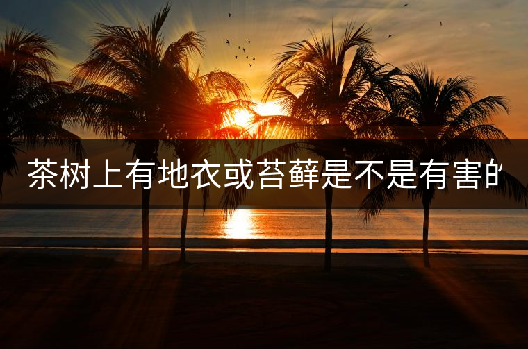 茶樹上有地衣或苔蘚是不是有害的？