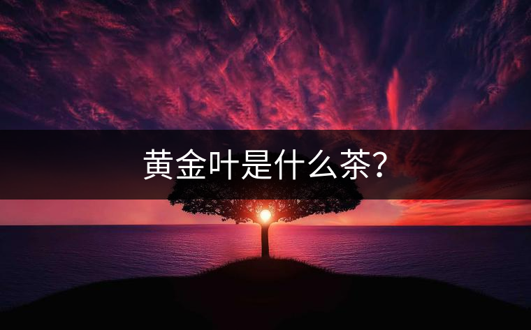 黃金葉是什么茶？
