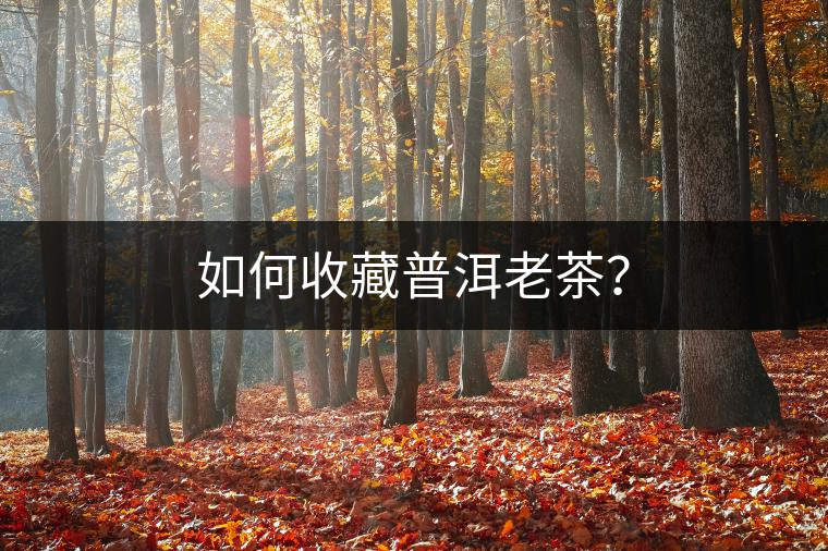 如何收藏普洱老茶？