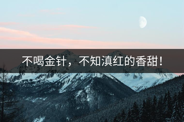 不喝金針，不知滇紅的香甜！