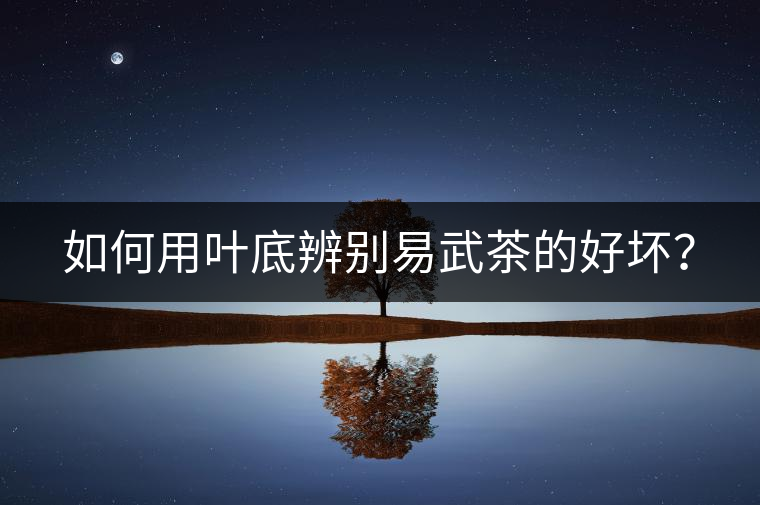 如何用葉底辨別易武茶的好壞？