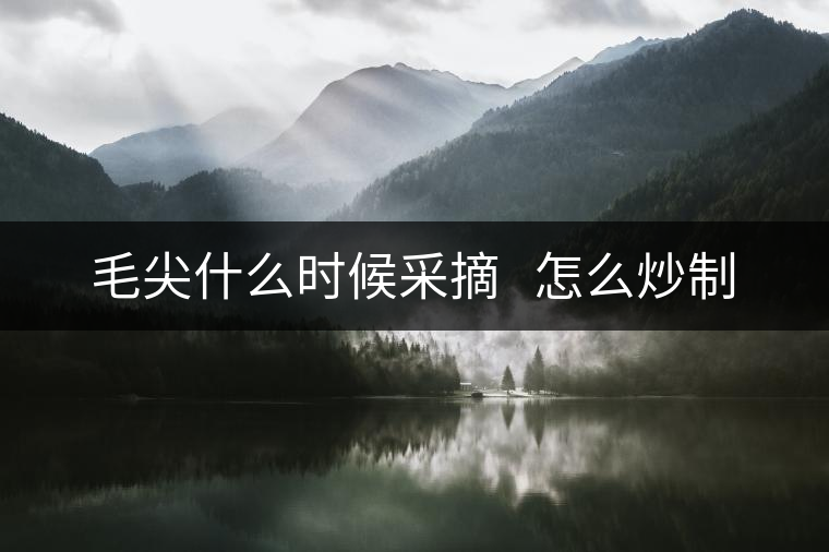 毛尖什么時(shí)候采摘 怎么炒制 毛尖什么時(shí)候采摘 怎么炒制