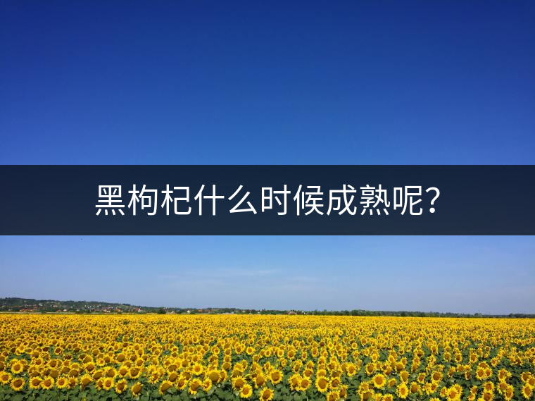 黑枸杞什么時(shí)候成熟呢？