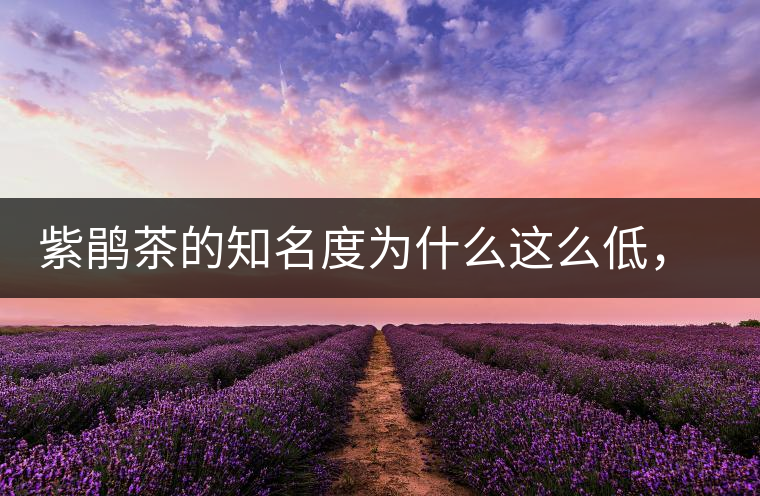 紫鵑茶的知名度為什么這么低，適合做成生茶還是熟茶？