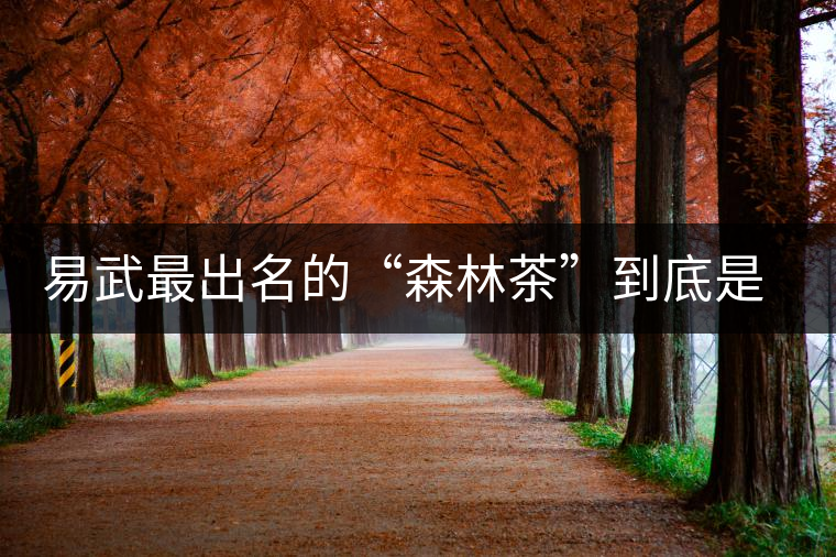 易武最出名的“森林茶”到底是什么茶？