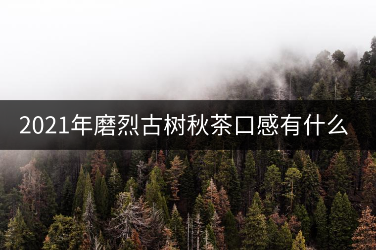 2021年磨烈古樹秋茶口感有什么特點？
