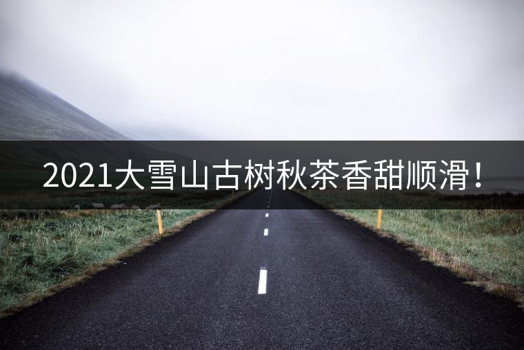 2021大雪山古樹秋茶香甜順滑！