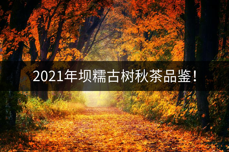2021年壩糯古樹秋茶品鑒！