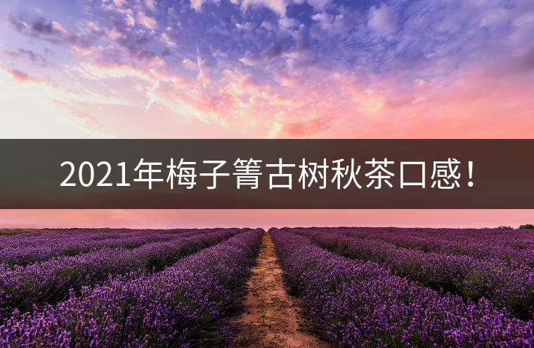 2021年梅子箐古樹秋茶口感！