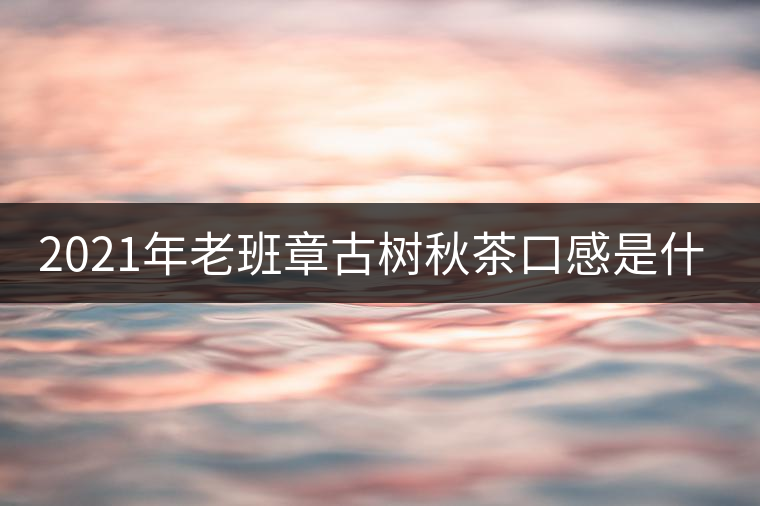 2021年老班章古樹秋茶口感是什么？