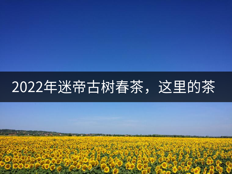 2022年迷帝古樹春茶，這里的茶 皇帝都著迷
