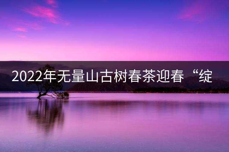 2022年無量山古樹春茶迎春“綻放”！