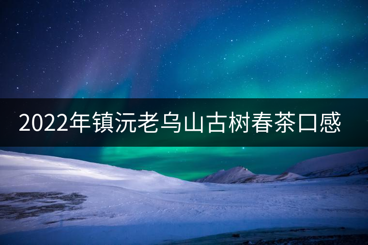 2022年鎮(zhèn)沅老烏山古樹(shù)春茶口感？