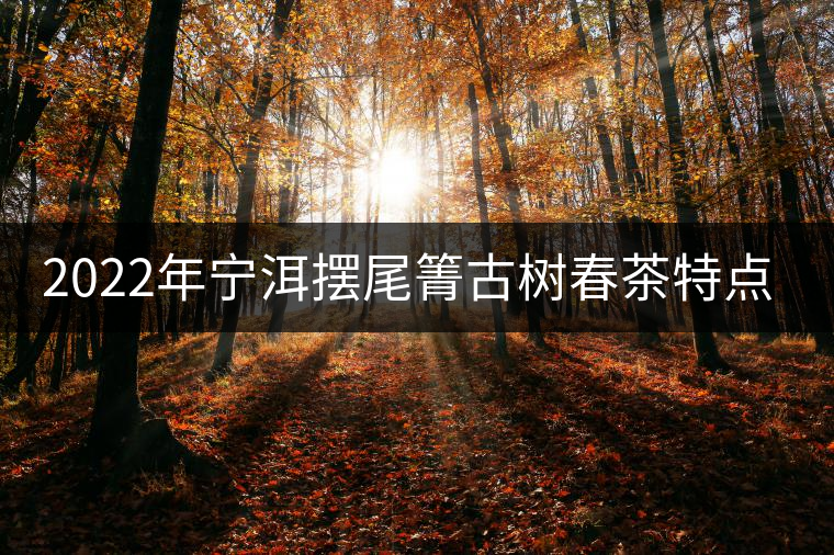 2022年寧洱擺尾箐古樹(shù)春茶特點(diǎn)？