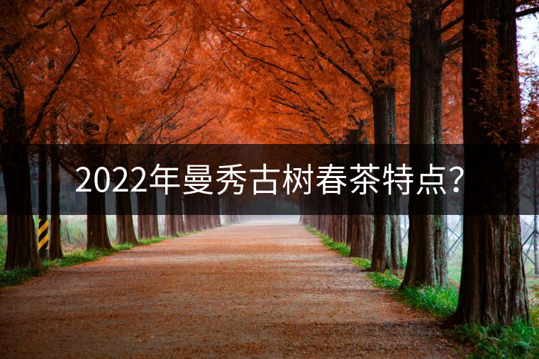 2022年曼秀古樹春茶特點(diǎn)？