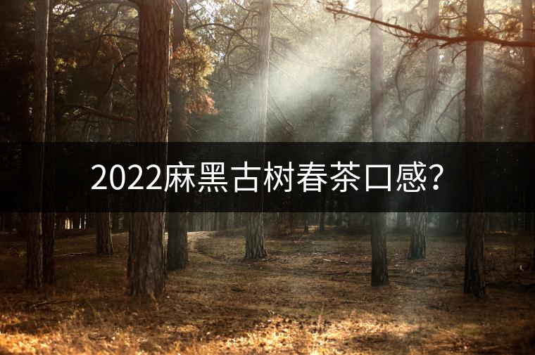 2022麻黑古樹春茶口感？