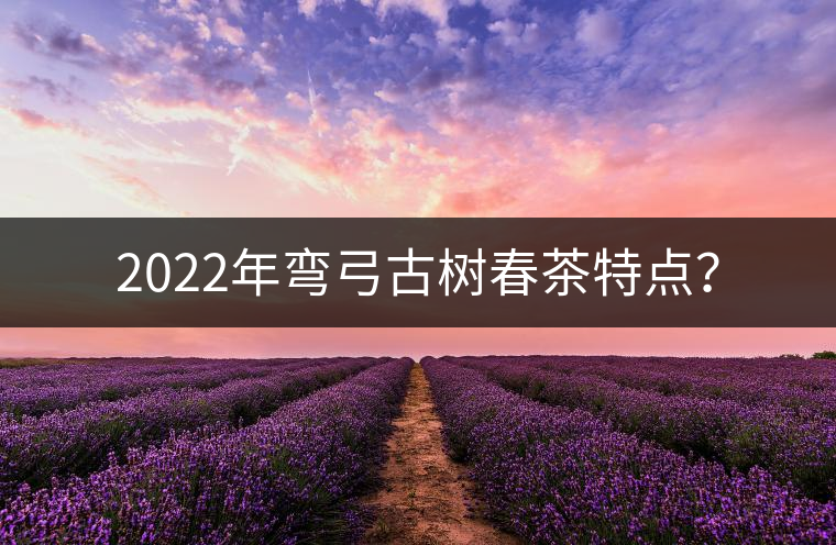 2022年彎弓古樹春茶特點(diǎn)？