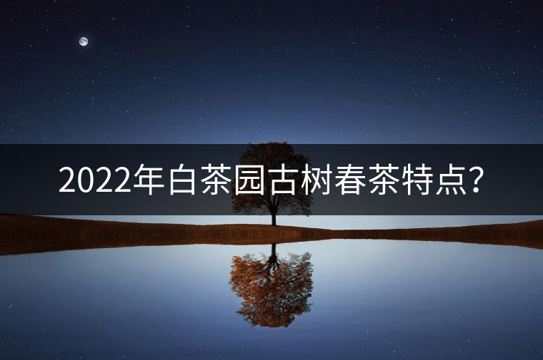 2022年白茶園古樹春茶特點？