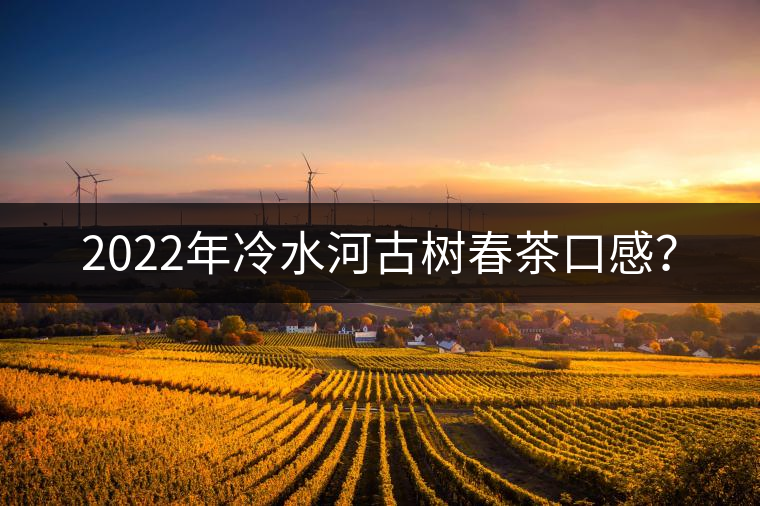 2022年冷水河古樹春茶口感？