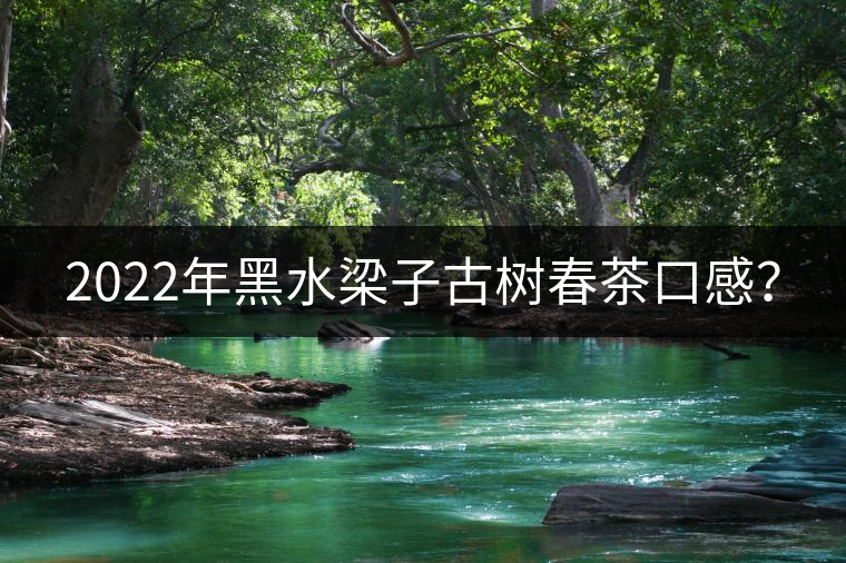 2022年黑水梁子古樹(shù)春茶口感？