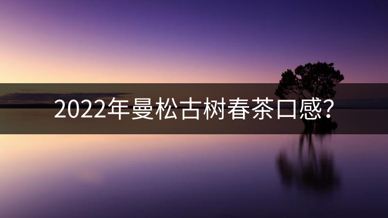 2022年曼松古樹(shù)春茶口感？