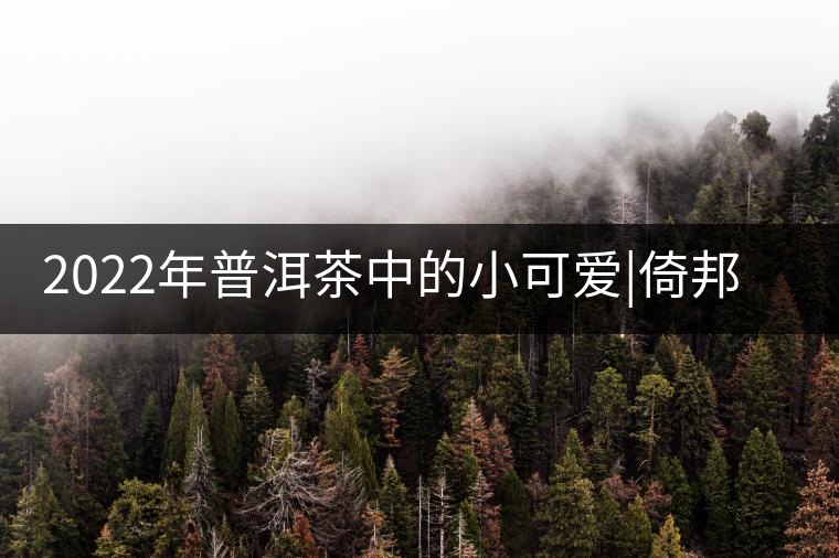 2022年普洱茶中的小可愛(ài)|倚邦貓耳朵 2022年普洱茶中的小可愛(ài)|倚邦貓耳朵
