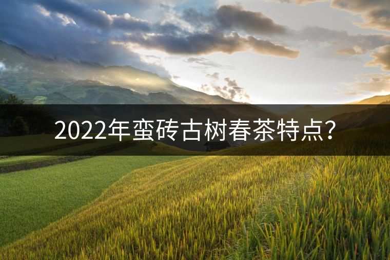 2022年蠻磚古樹春茶特點(diǎn)？