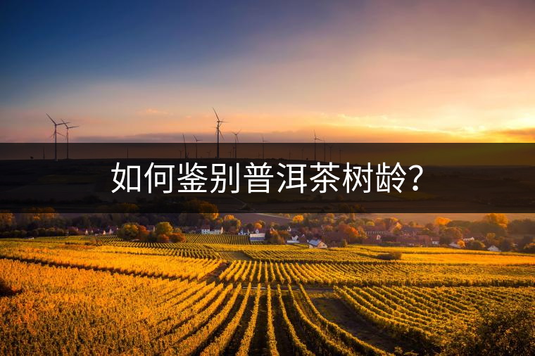 如何鑒別普洱茶樹(shù)齡？