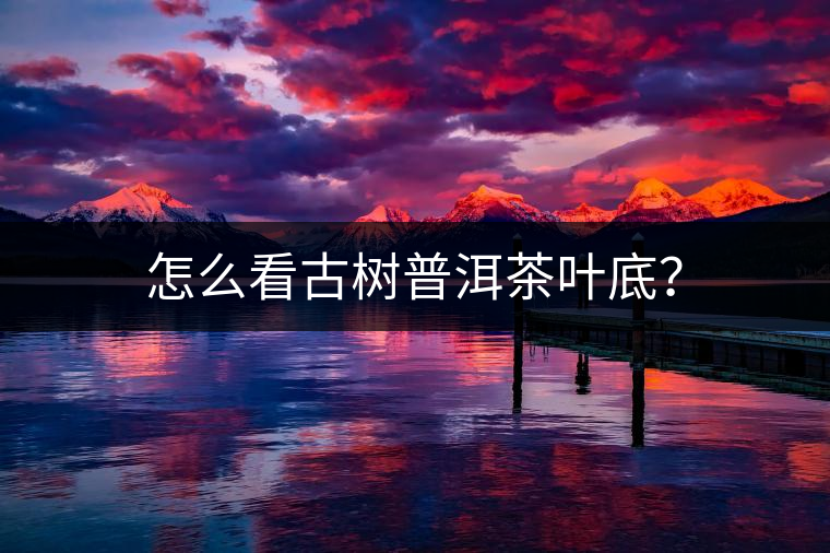 怎么看古樹普洱茶葉底？