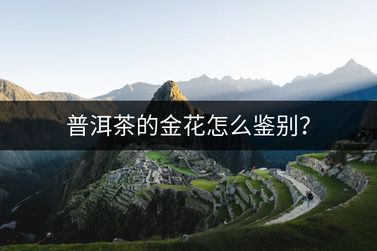 普洱茶的金花怎么鑒別？