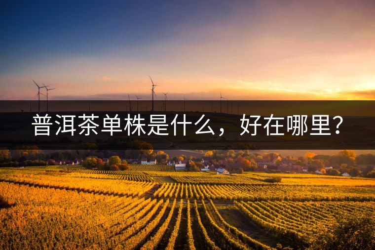 普洱茶單株是什么，好在哪里？