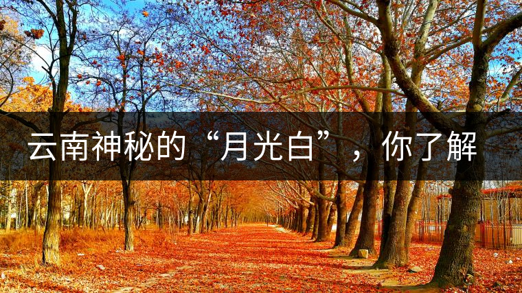 云南神秘的“月光白”，你了解多少？