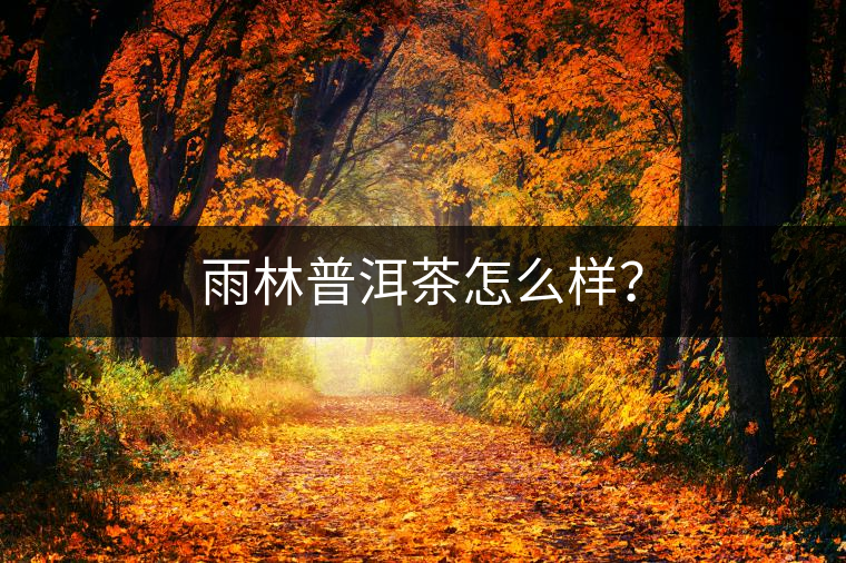 雨林普洱茶怎么樣？