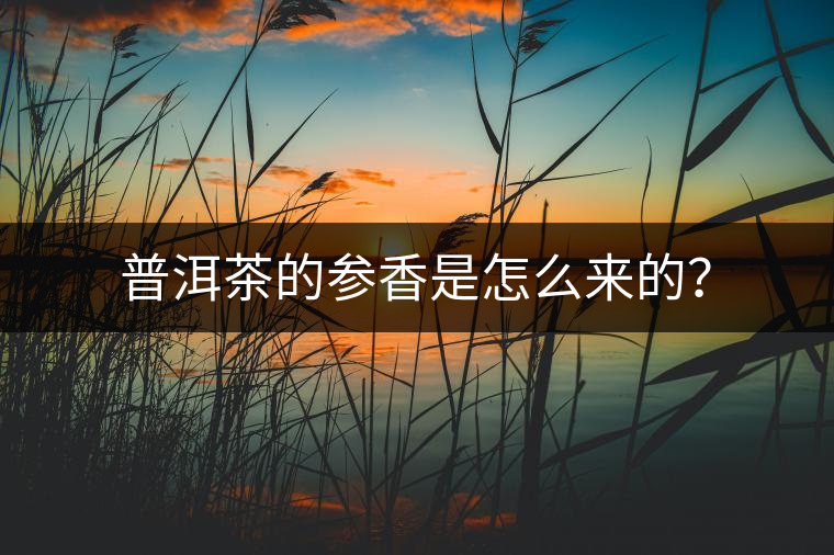 普洱茶的參香是怎么來的？