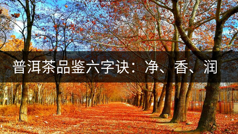 普洱茶品鑒六字訣：凈、香、潤、厚、甘、甜，帶你體驗(yàn)普洱的魅力