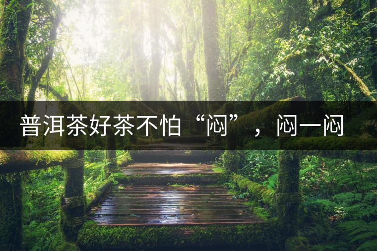 普洱茶好茶不怕“悶”，悶一悶看本味