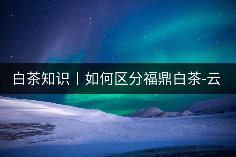 白茶知識丨如何區(qū)分福鼎白茶-云南月光白-安吉白茶