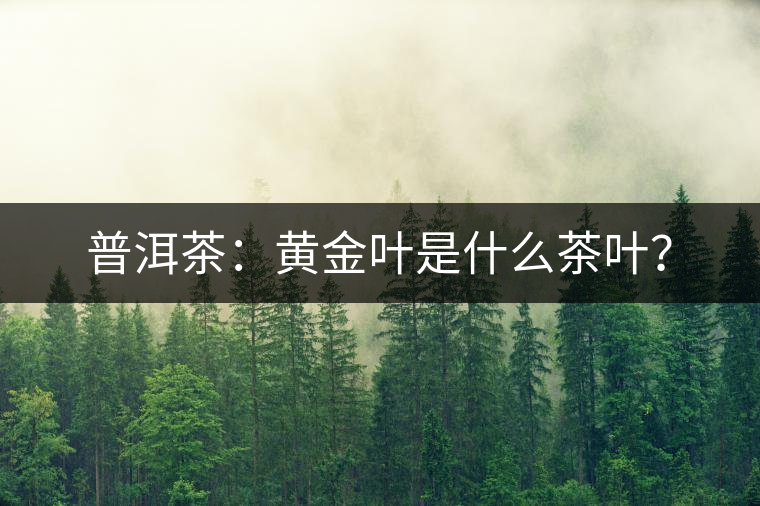 普洱茶：黃金葉是什么茶葉？