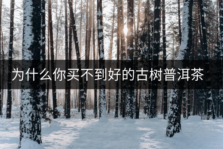 為什么你買不到好的古樹普洱茶？買茶防坑指南，看完就有收獲！