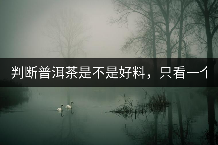 判斷普洱茶是不是好料，只看一個地方！