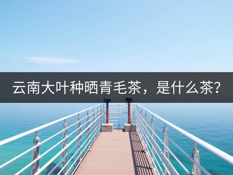 云南大葉種曬青毛茶，是什么茶？