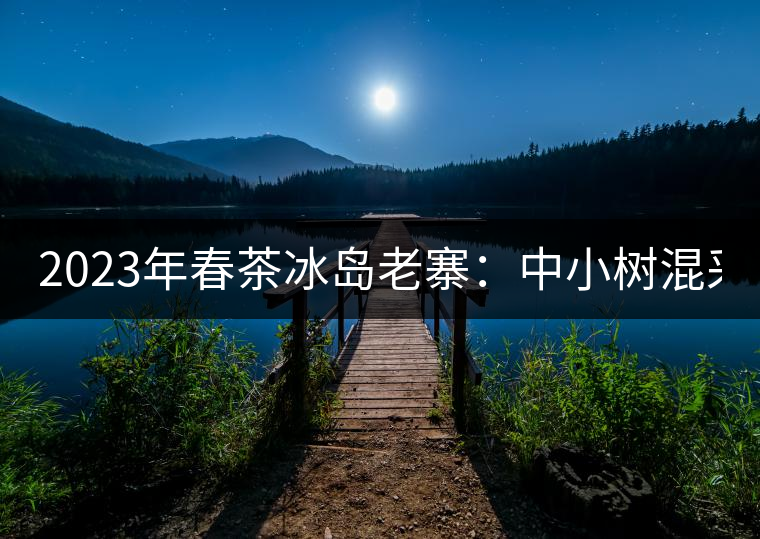 2023年春茶冰島老寨：中小樹(shù)混采2500-3000元／公斤，大樹(shù)：7000-8000元／公斤，古樹(shù)混采：28000-36000元／公斤