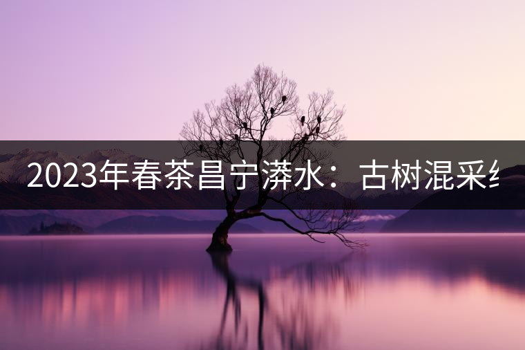 2023年春茶昌寧漭水：古樹混采純料480-600元／公斤，大樹360-420元／公斤，臺(tái)地260-300元／公斤，古樹單株均價(jià)880-1200元／公斤。