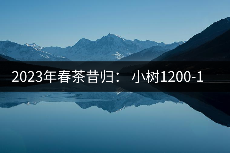 2023年春茶昔歸： 小樹1200-1600元／公斤，大樹4500-5200元／公斤，古樹7500-9000元／公斤.