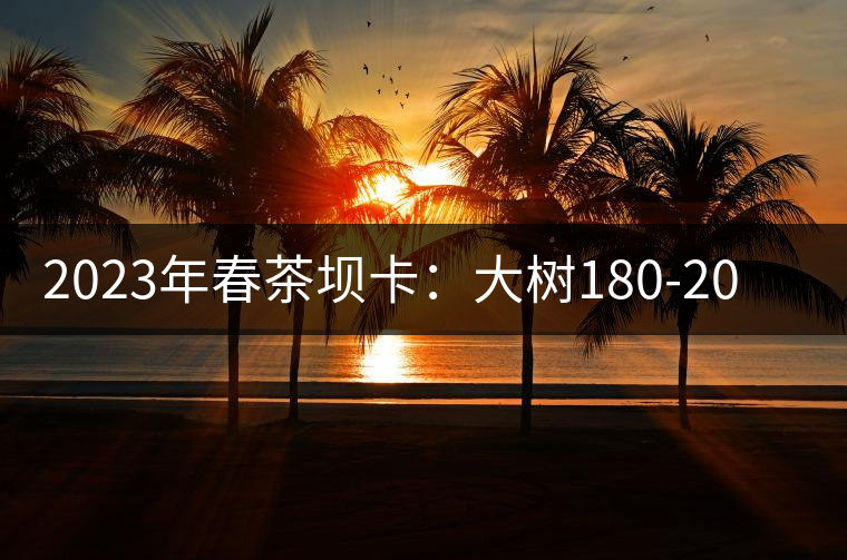 2023年春茶壩卡：大樹180-200元／公斤，古樹500-600元／公斤