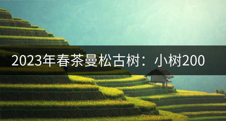 2023年春茶曼松古樹：小樹2000元／公斤，古樹：40000元／公斤