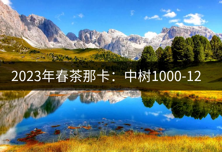 2023年春茶那卡：中樹1000-1200元／公斤，古樹：2000-2400元／公斤
