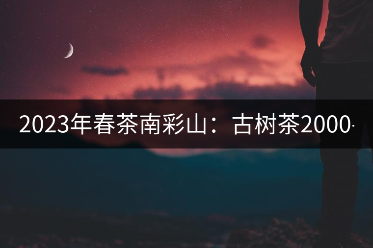 2023年春茶南彩山：古樹茶2000-2200元／公斤，大樹混采1200-1500元／公斤。