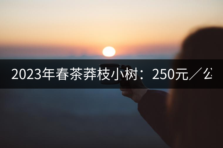 2023年春茶莽枝小樹：250元／公斤， 古樹：1000-1200元／公斤