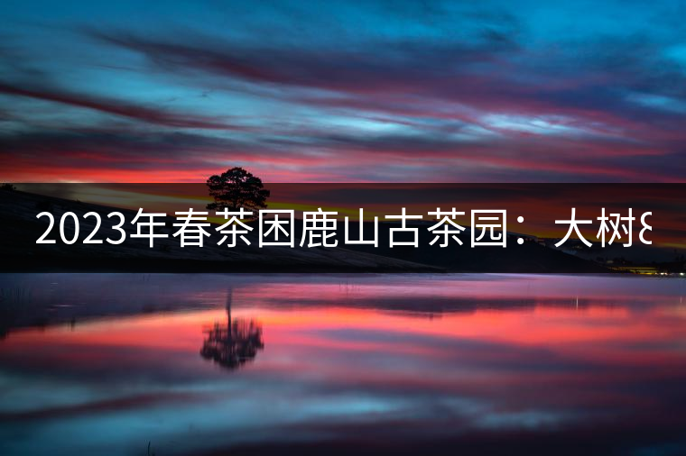 2023年春茶困鹿山古茶園：大樹(shù)8000-12000元／公斤，周邊小樹(shù)200-300元／公斤